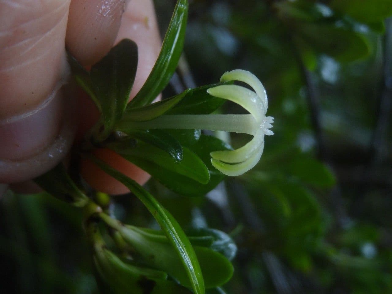 Psychotria 4