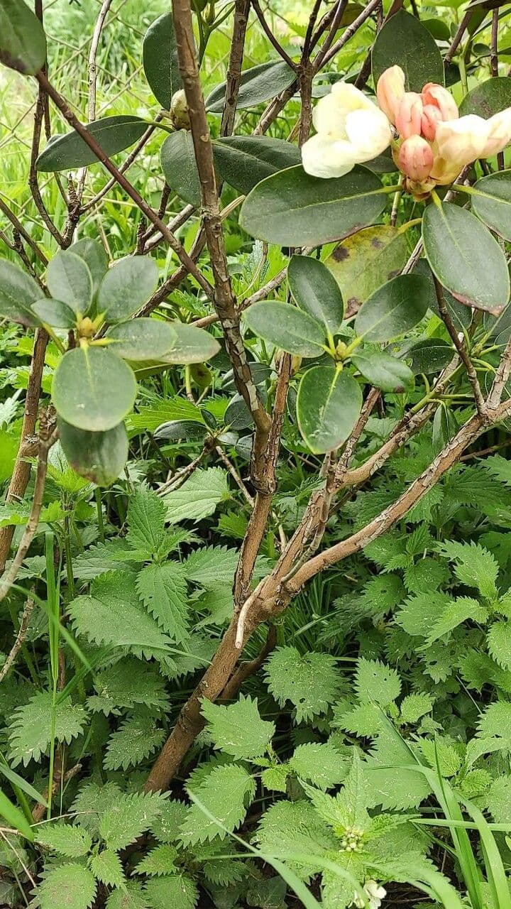 Rododendro dorato 16