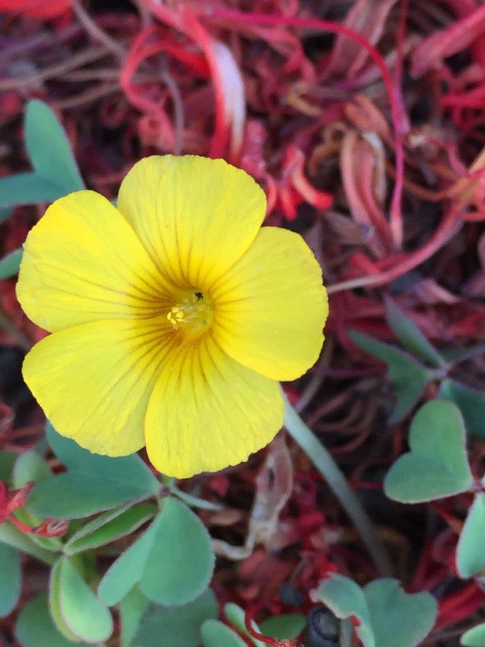 Acetosa 5