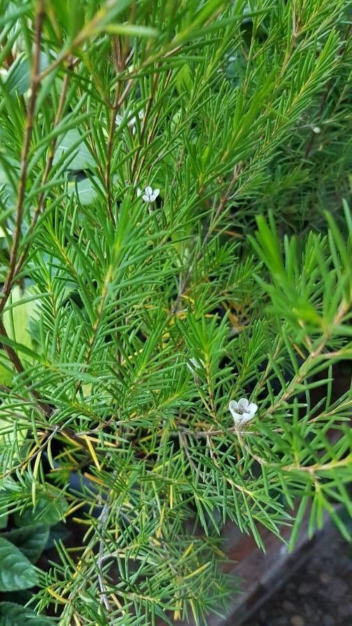 Chamelaucium uncinatum 15