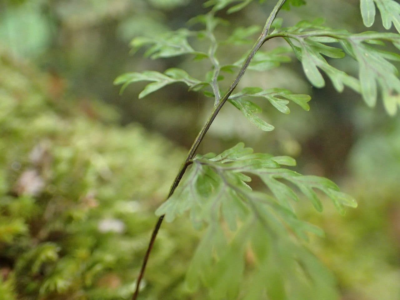 Hymenophyllum 12
