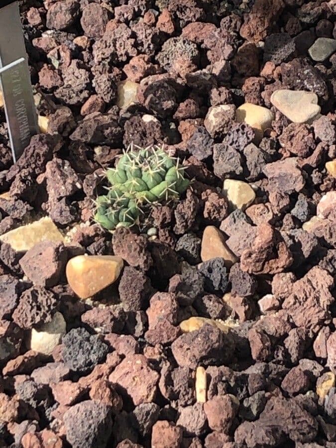Cactus maiz-tablasensis 2