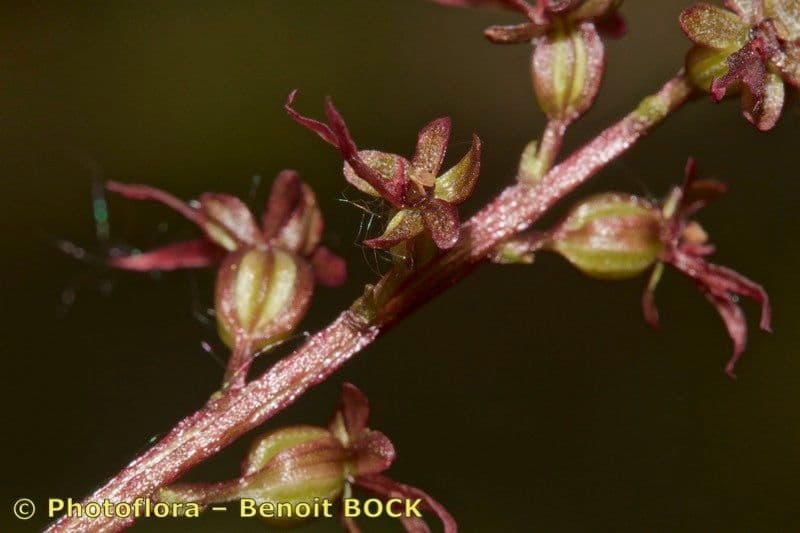 Lesser twayblade