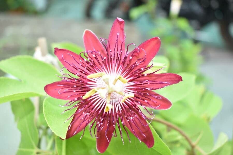 Passiflora cinabare 5