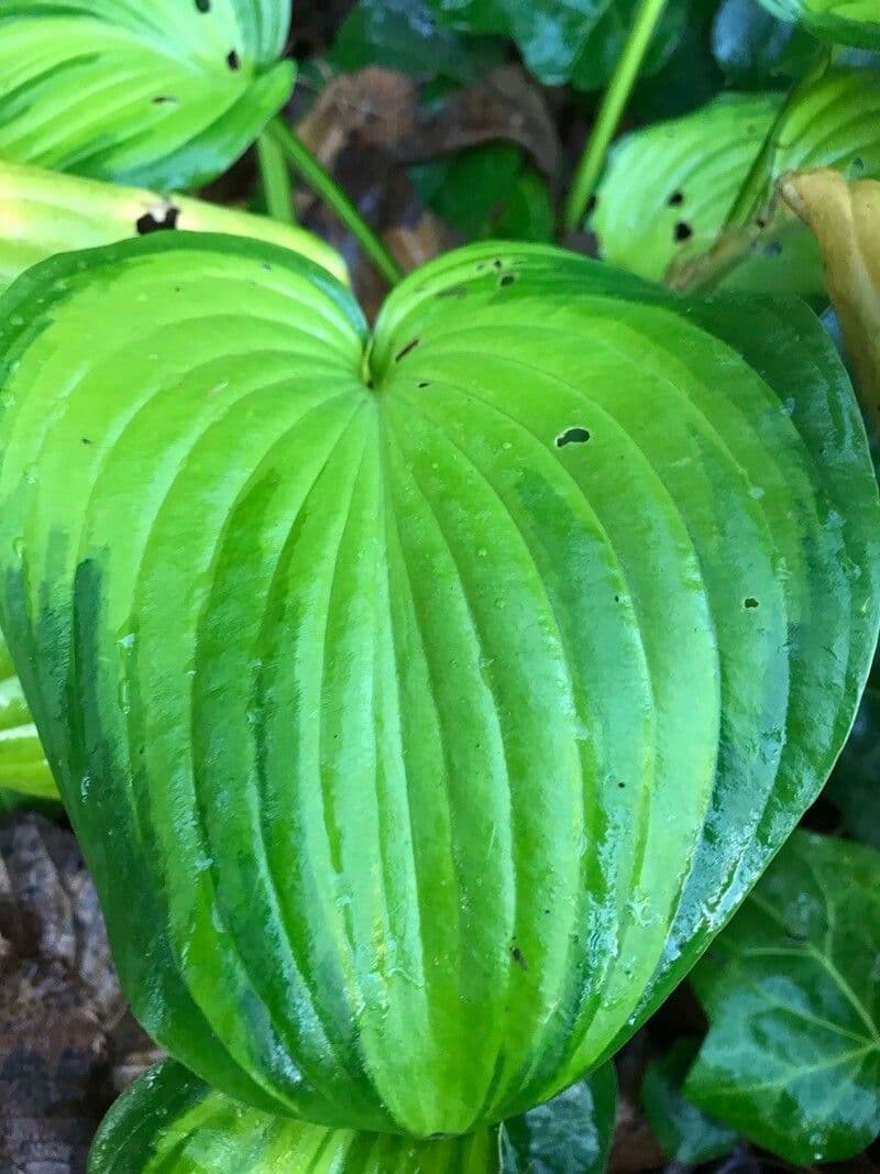 Maianthemum dilatatum 2