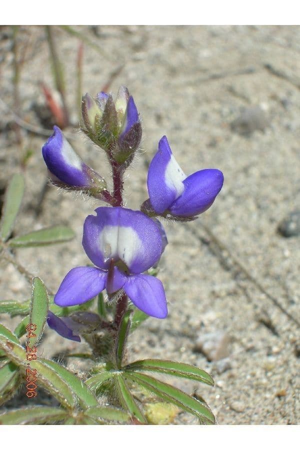 Rostiger Lupine 2