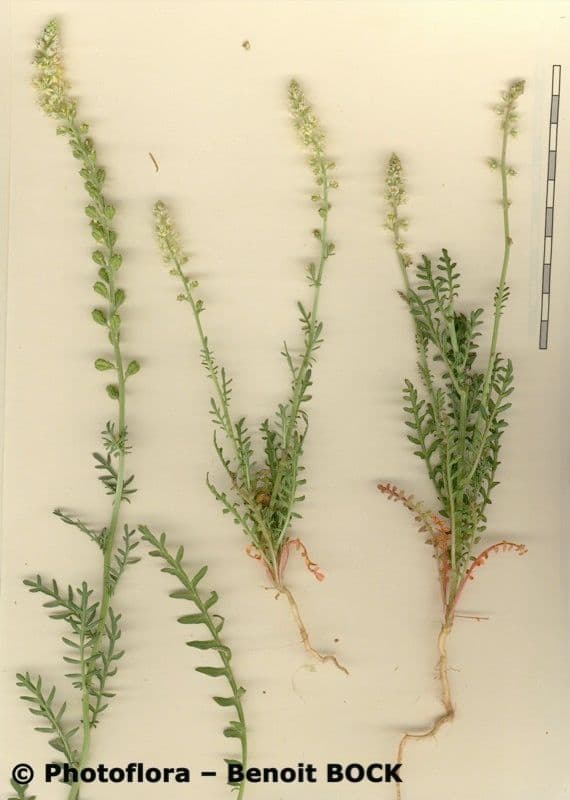 Reseda 7