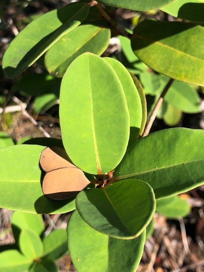 Cratoxylum 2