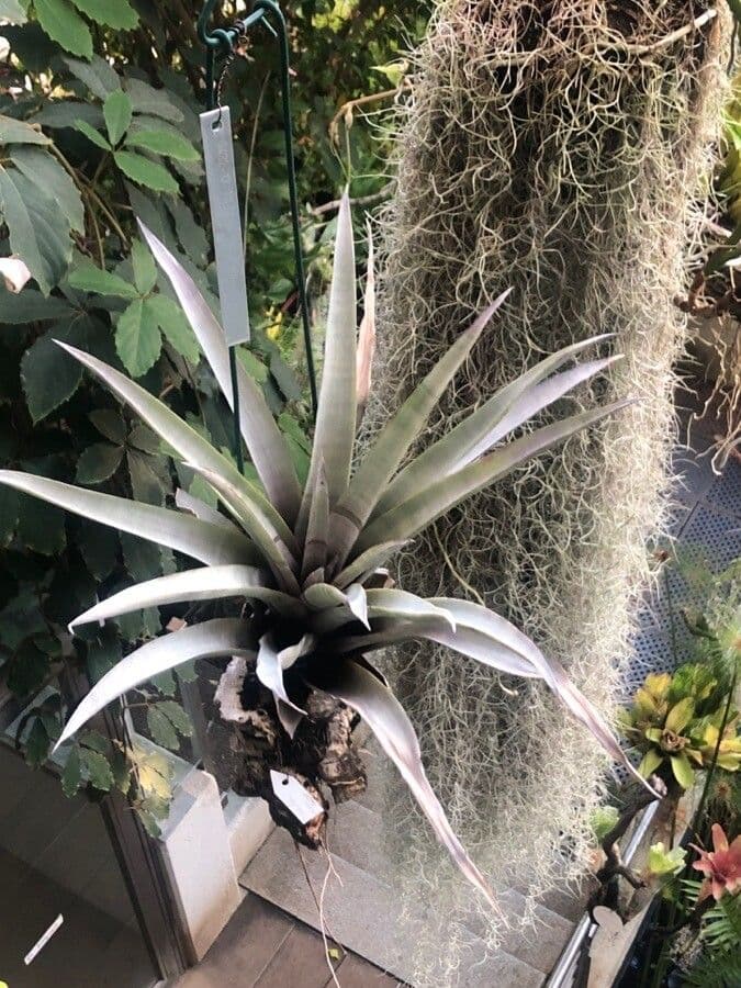 Tillandsia
