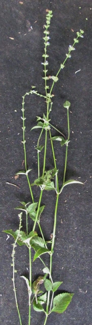 Salvia 13