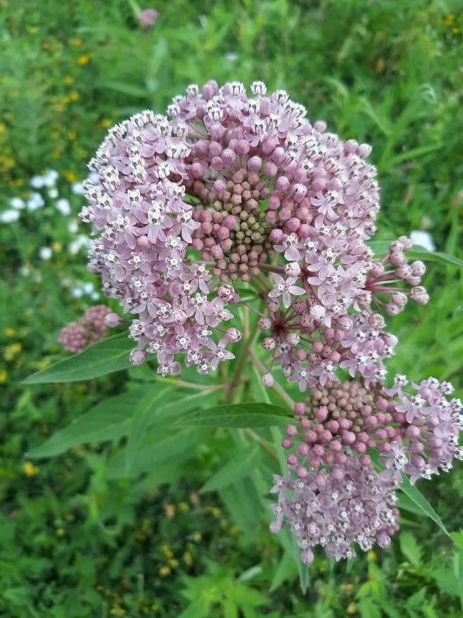 Asclepiade incarnata 7