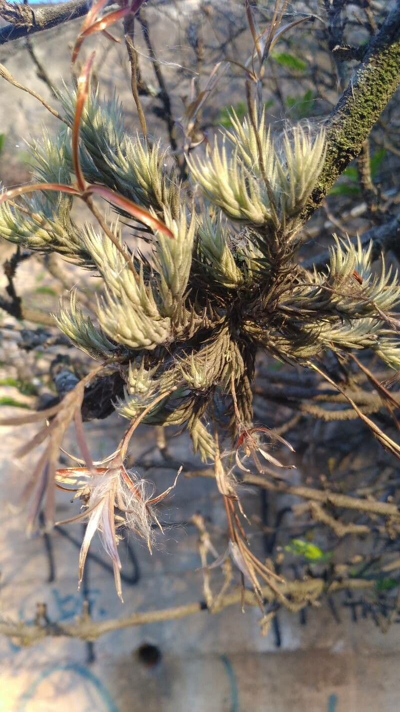 Tillandsia