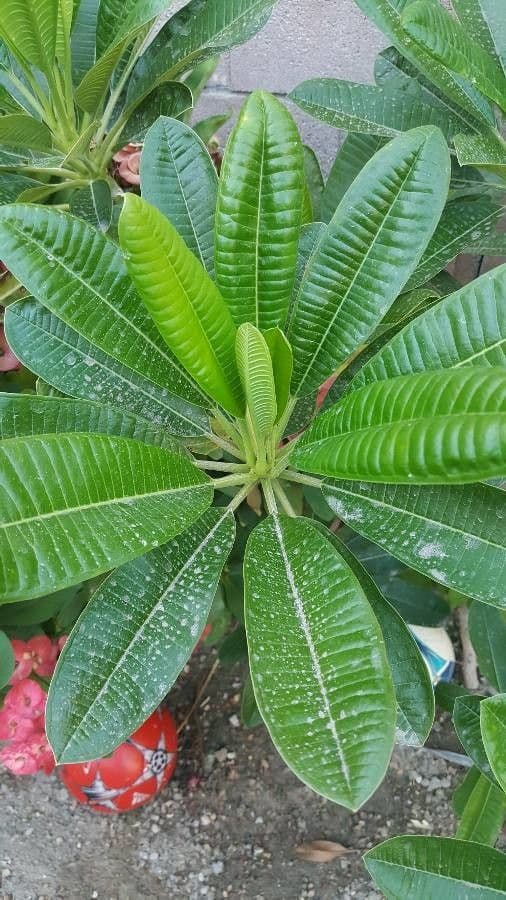 Frangipani 16
