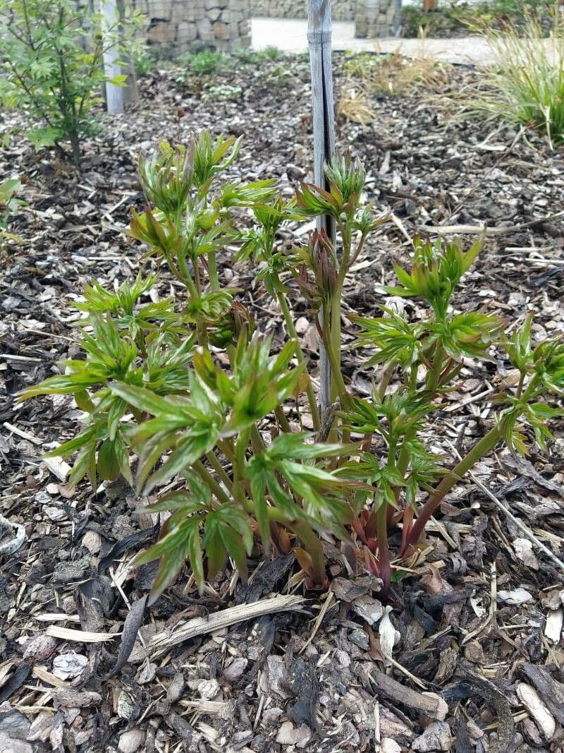 Peonia anomala 7