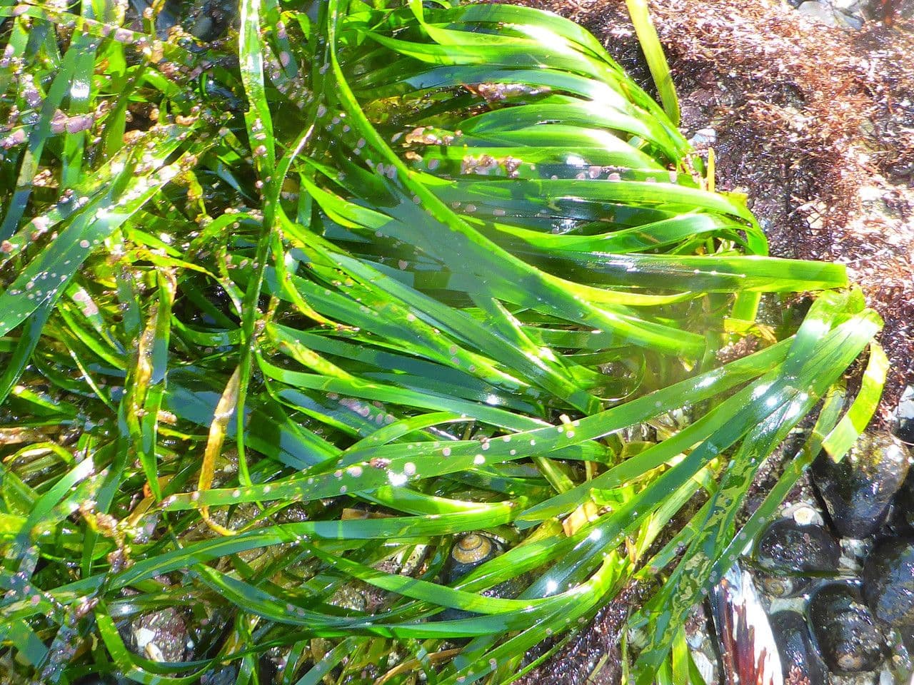 Phyllospadix scouleri 7