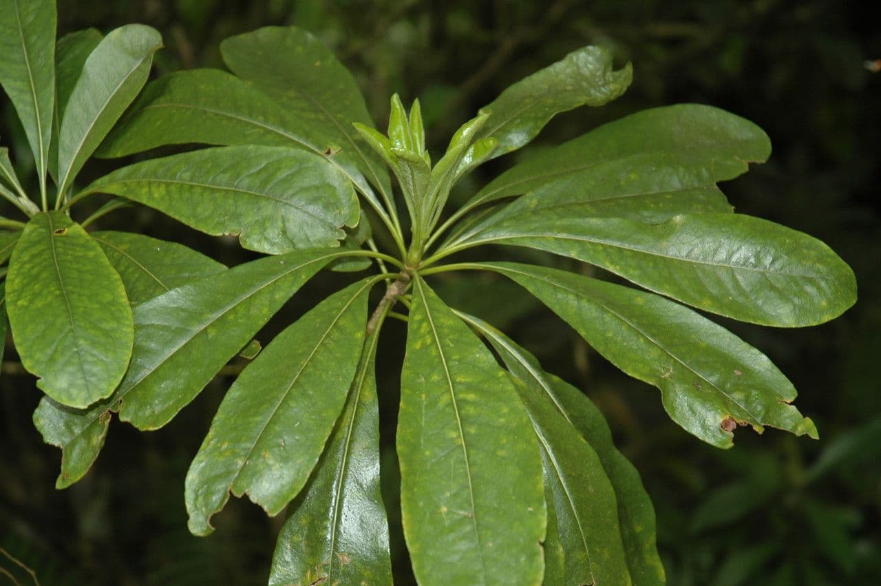 Pittosporum 3