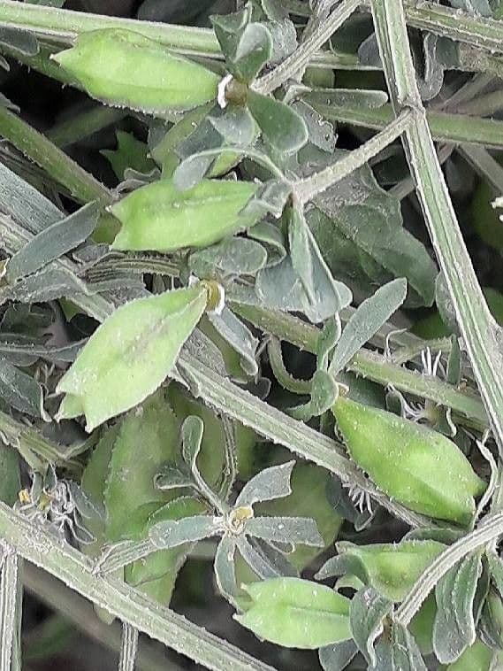 Reseda comune 3
