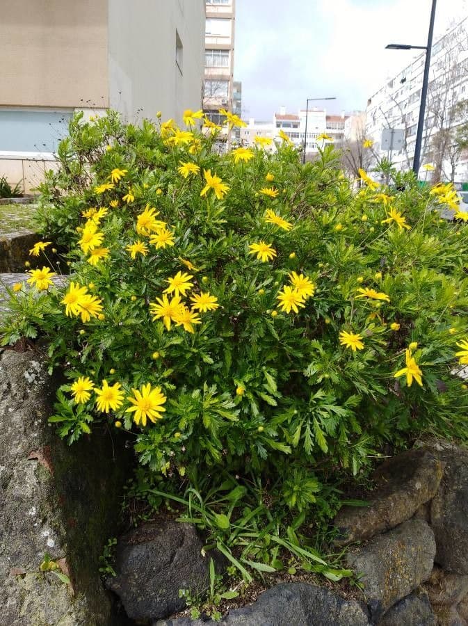 Gold-Euryops 24