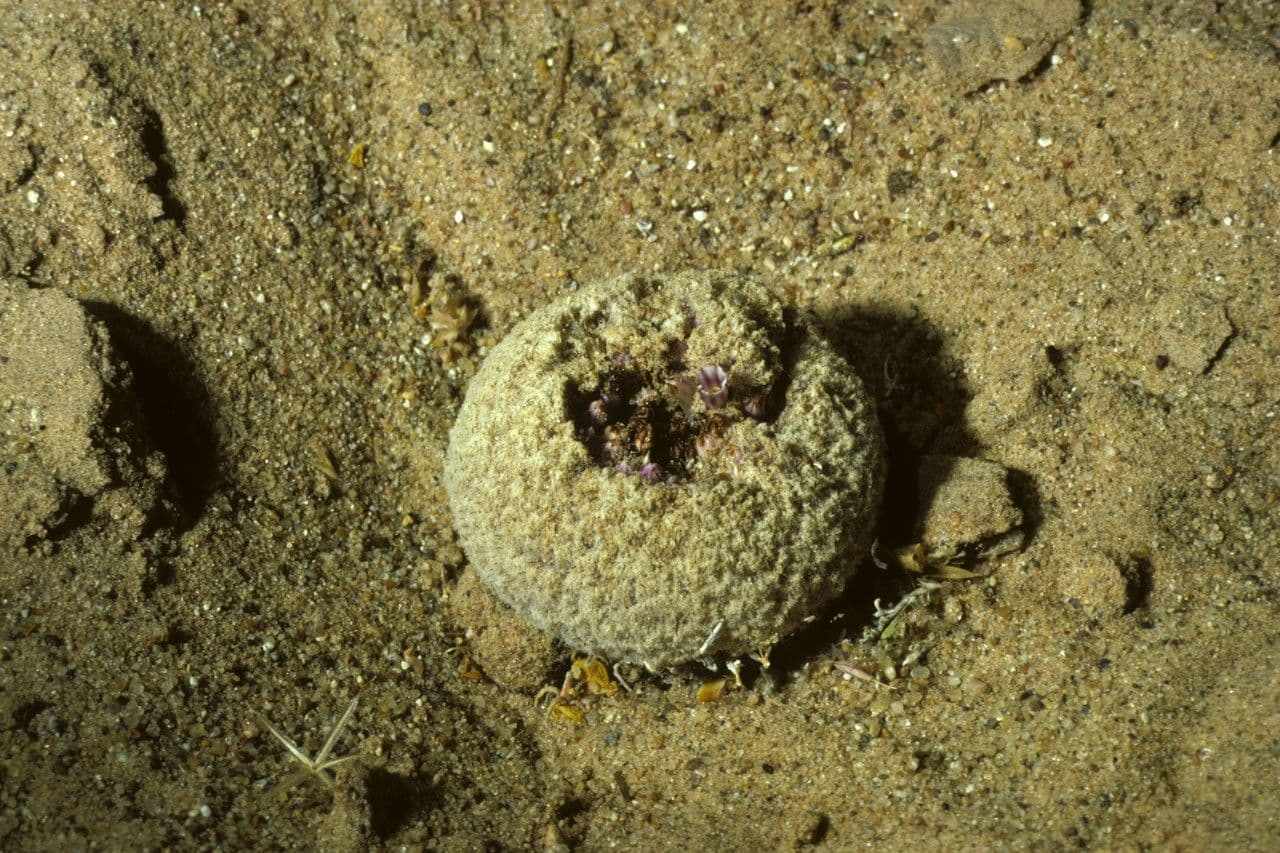 Pholisma 5