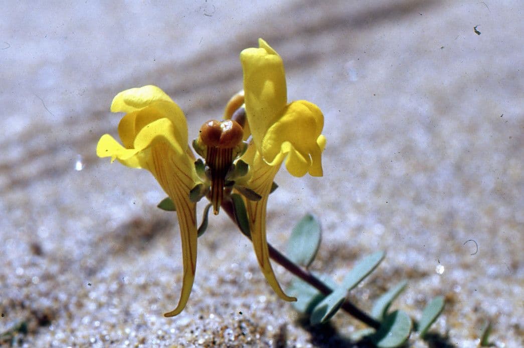 Linaria 7