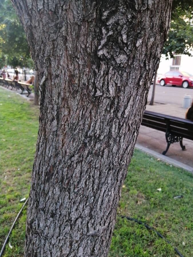 Maiglöckchenbaum 17