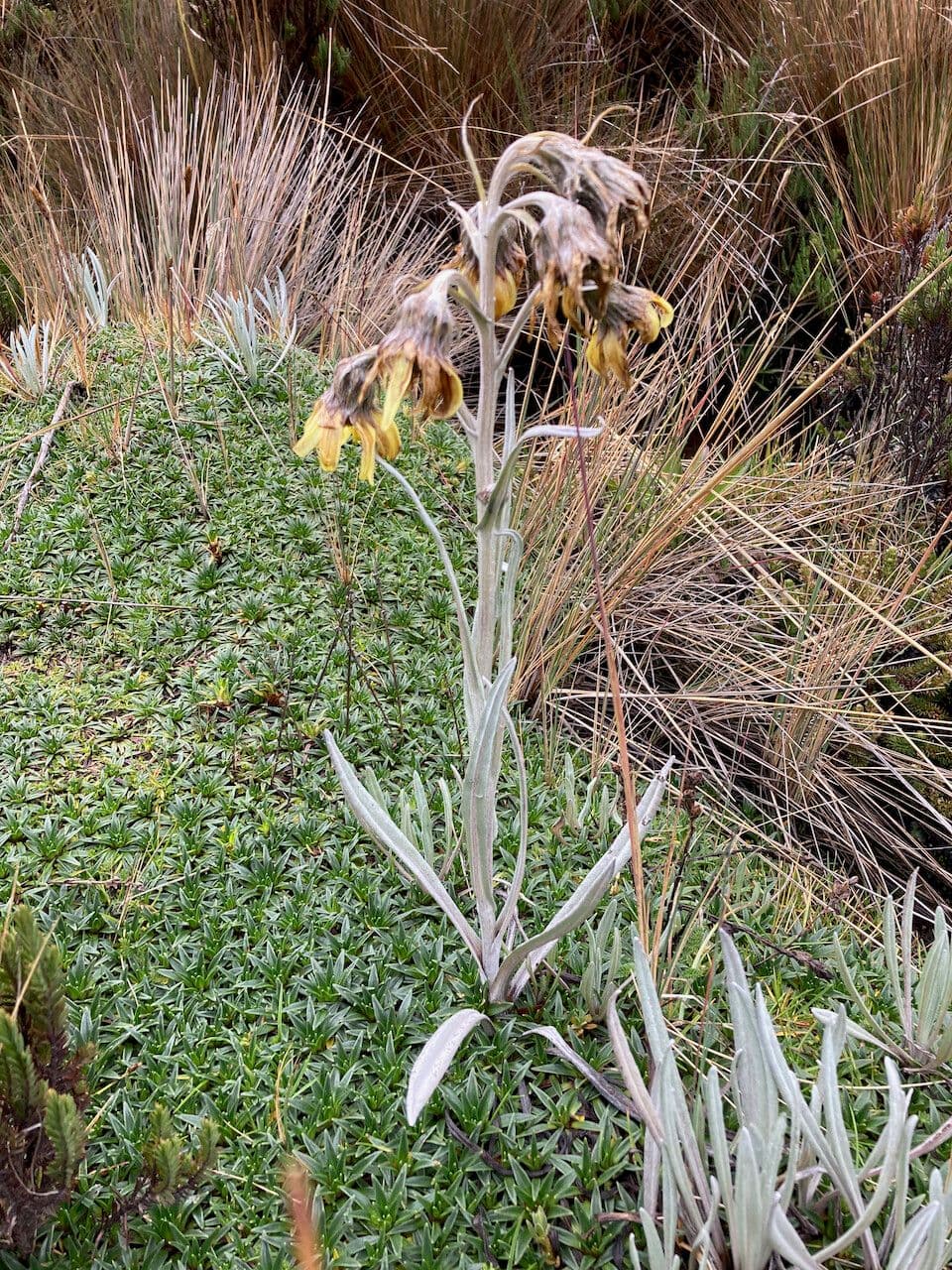 Senecio 12