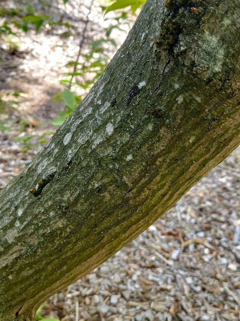 Carpinus japonica 18