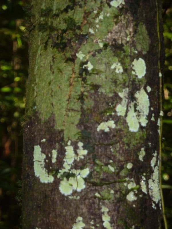 Dodecastigma 5