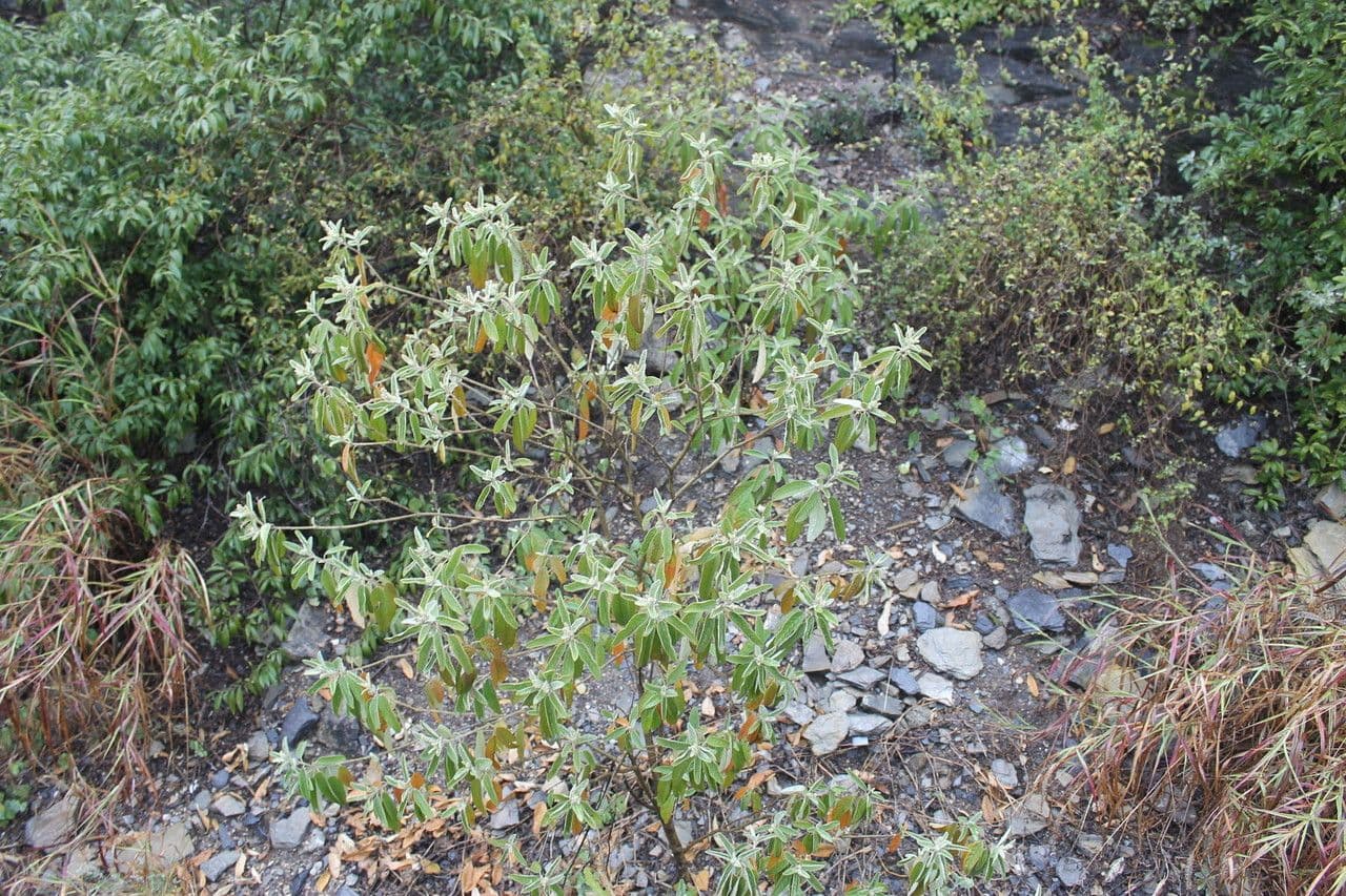 Torrey's croton 4