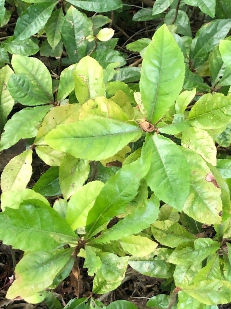 Ardisia giapponese