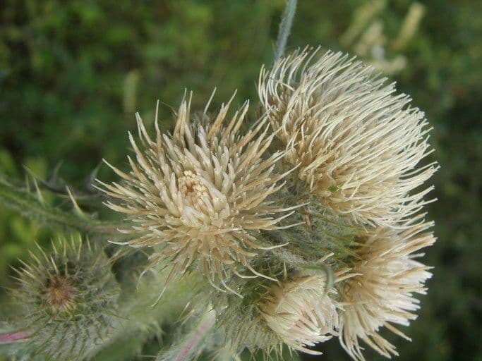 Hookers Distel 4