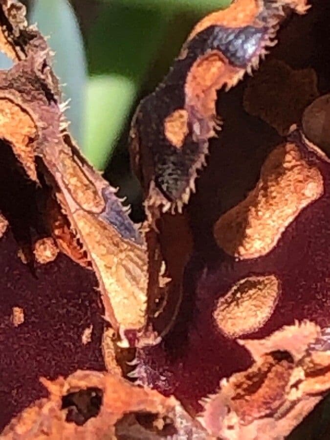 Aeonium 28