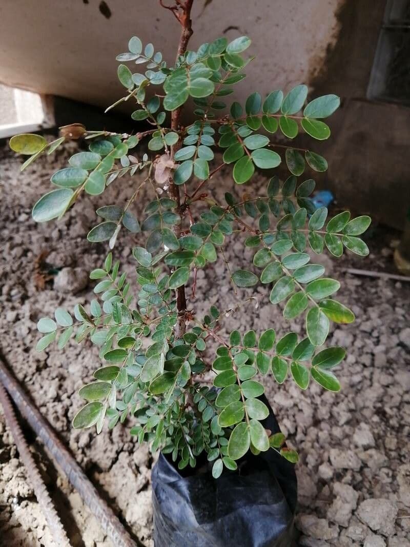 Euphorbe cotinifolia 14