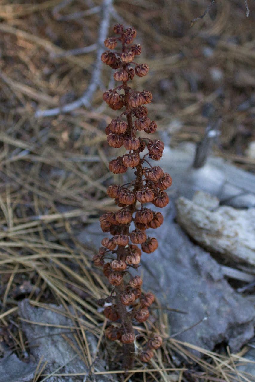 Pterospora andromedea 3