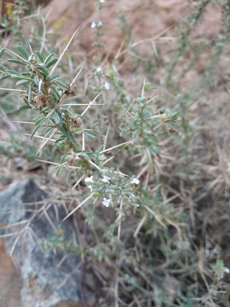 Micromeria