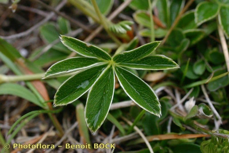 Alchemilla transiens 11