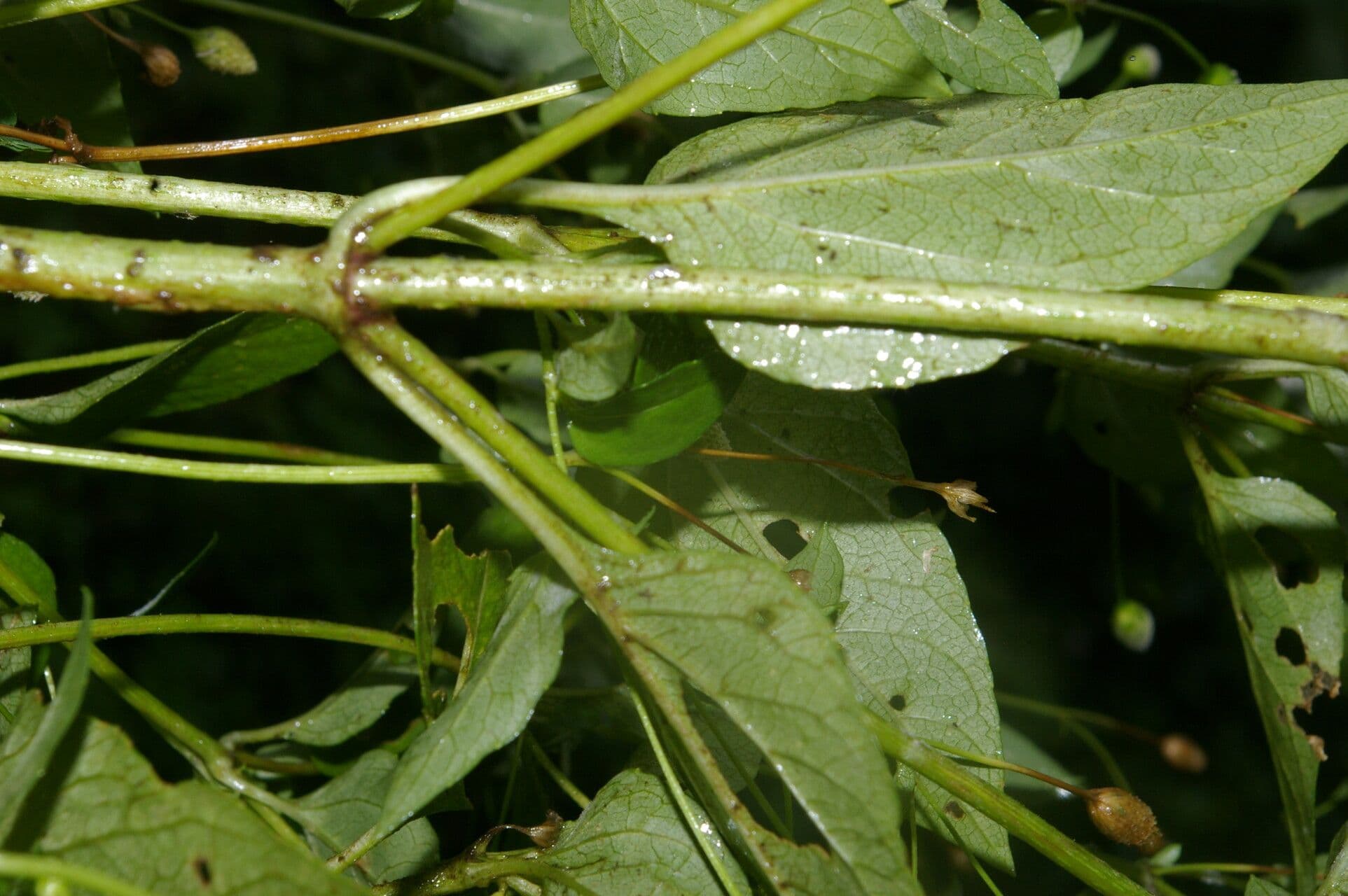 Acmella rastrera 2