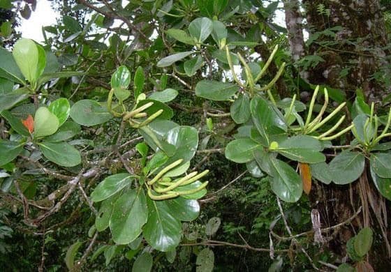 Cosmibuena 3