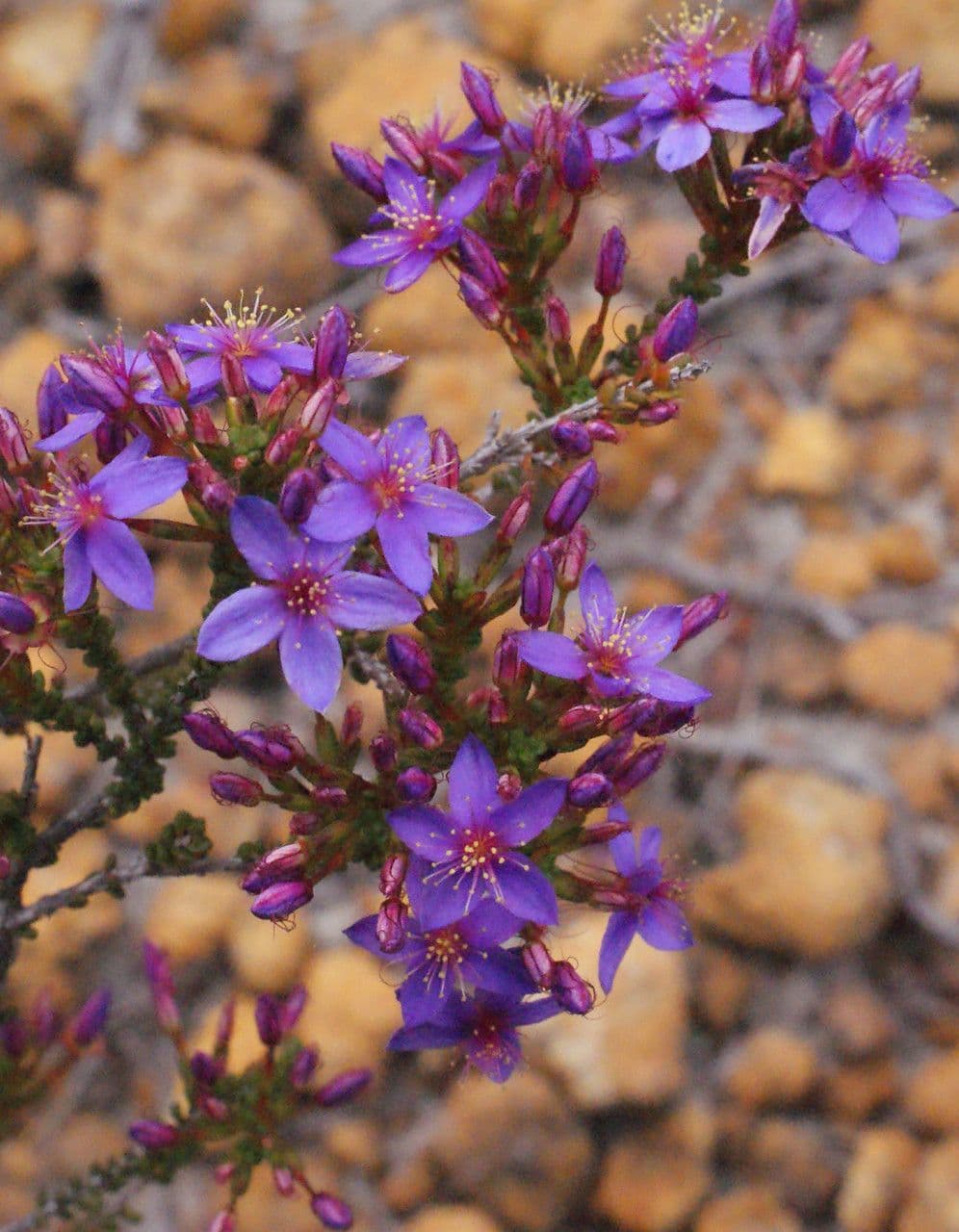 Calytrix leschenaultii 5
