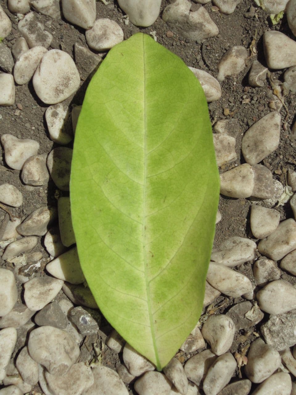 Harpullia pendula 8
