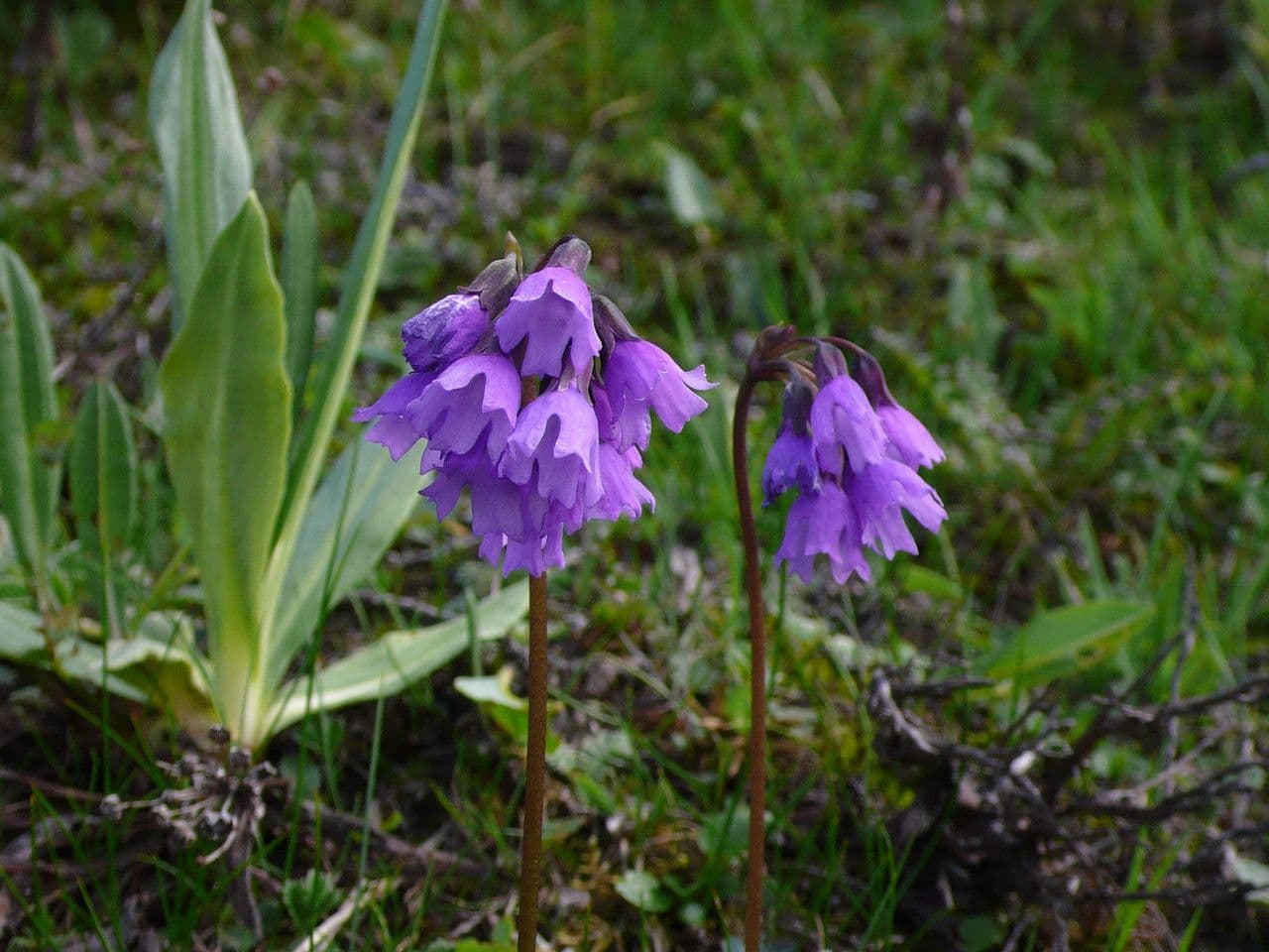 Primula 4