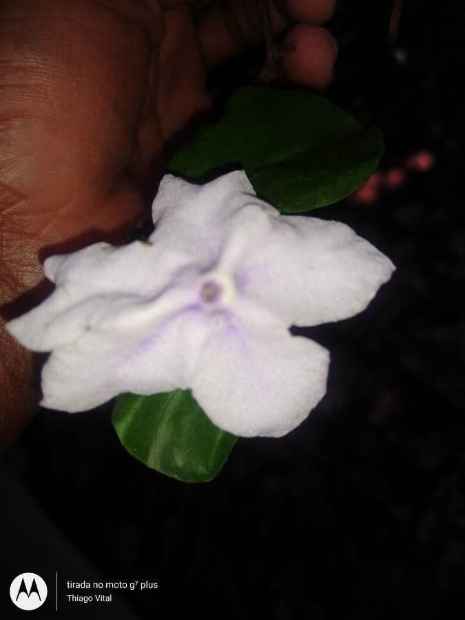 Brunfelsia australe 2