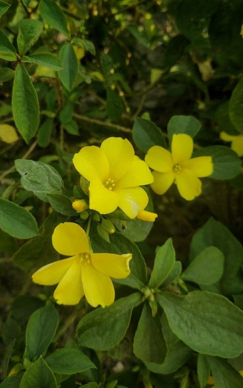Reinwardtia 4