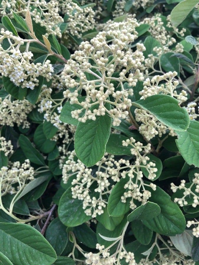 Cotoneaster 27