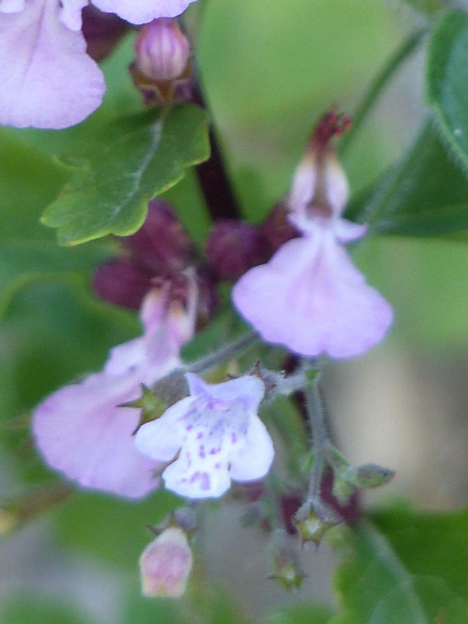 Teucrium 5