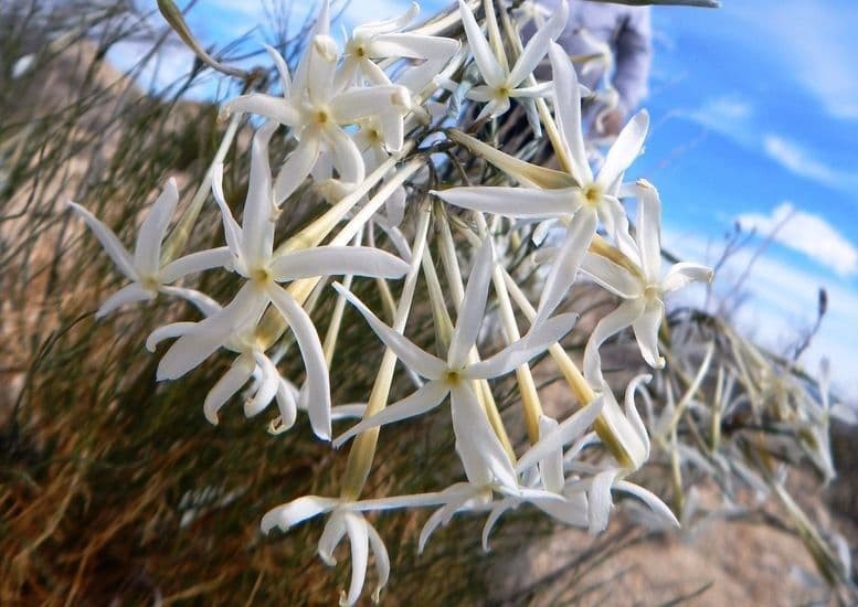 Amsonia