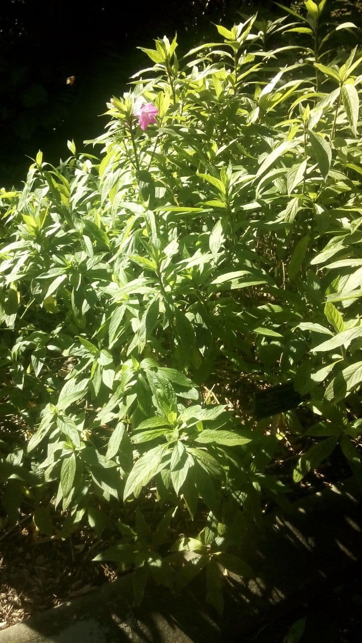 Fuchsie 3