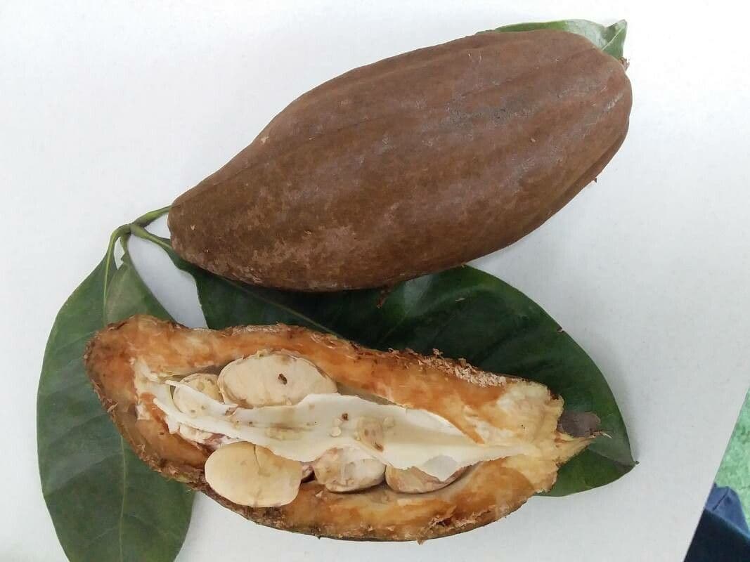 Pachira acquatica