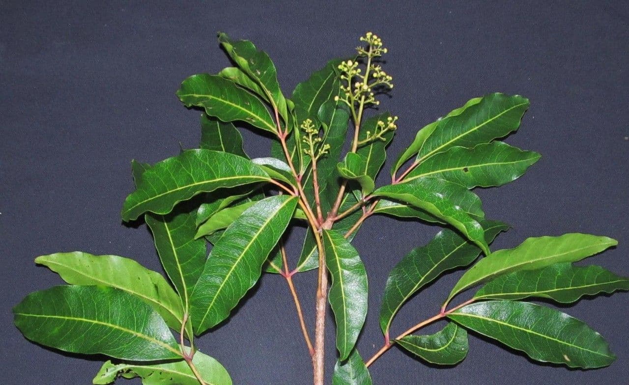 Mauria 9