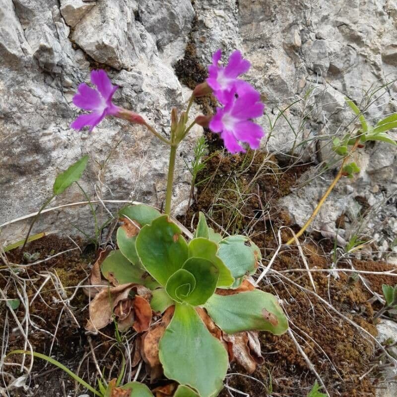 Primula 2
